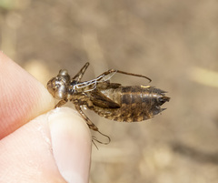 Pachydiplax longipennis