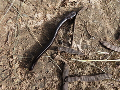 Juliformia