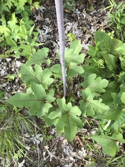 Silphium compositum compositum