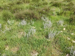 Marrubium supinum