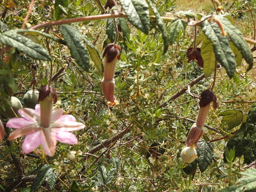 Image of Passiflora pinnatistipula by no rights reserved
