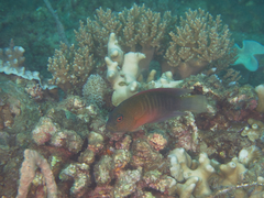 Labracinus cyclophthalmus