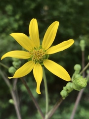 Silphium compositum compositum