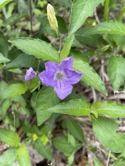 Ruellia pedunculata