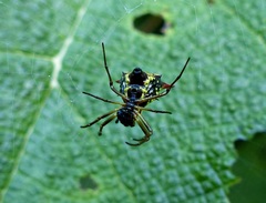 Micrathena flaveola