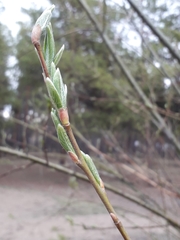 Salix