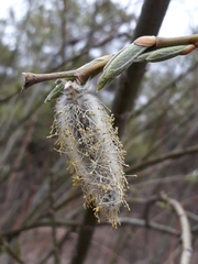 Salix