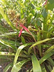 Aechmea aquilega