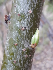 Salix