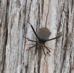 Acanthocephala thomasi