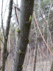 Salix