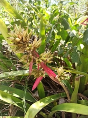 Aechmea aquilega