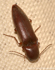 Diplostethus carolinensis