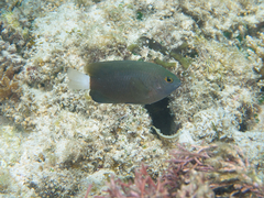 Pomacentrus chrysurus