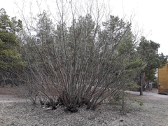 Salix