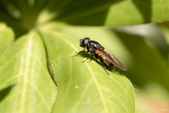 Cheilosia albitarsis