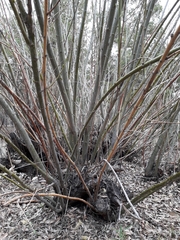 Salix