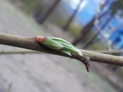 Salix
