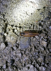 Graptotettix guttatus