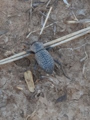 Cryptoglossa variolosa