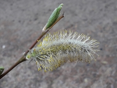 Salix