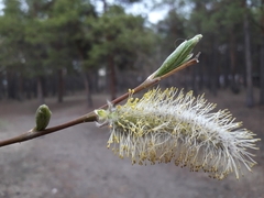 Salix