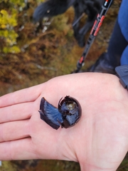 Powelliphanta spedeni