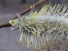 Salix