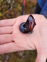 Powelliphanta spedeni