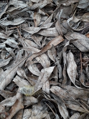 Salix