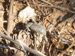 Cryptoglossa variolosa