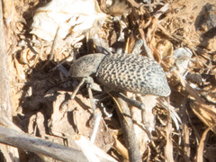 Cryptoglossa variolosa