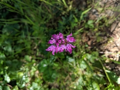 Lophioprason