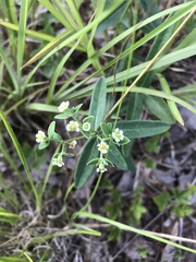Euphorbia pubentissima