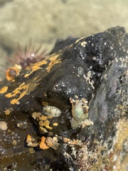 Stenoplax petaloides