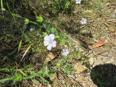 Linum bienne