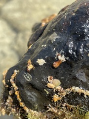 Stenoplax petaloides