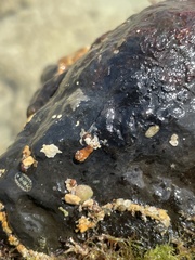 Stenoplax petaloides