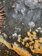 Stenoplax petaloides