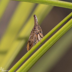 Aconophora compressa