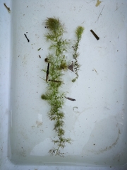 Utricularia minor