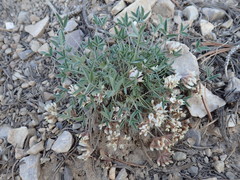 Trifolium gymnocarpon