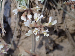 Trifolium gymnocarpon
