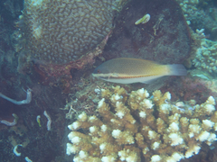 Stethojulis trilineata