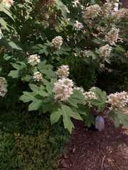 Hydrangea quercifolia