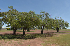 Corymbia setosa