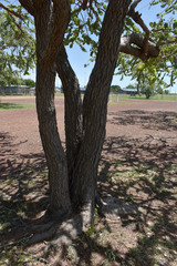 Corymbia setosa