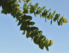 Corymbia setosa
