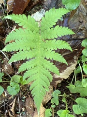 Phegopteris connectilis