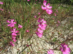 Silene scabriflora